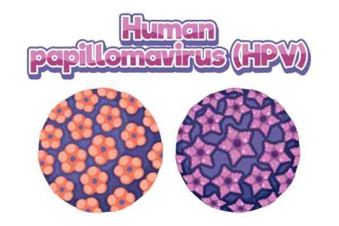 papilloma-virus